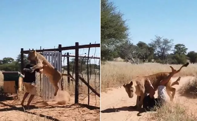 Viral Video: Lioness Jumps On Man As He Opens Cage Gate - Sakshi