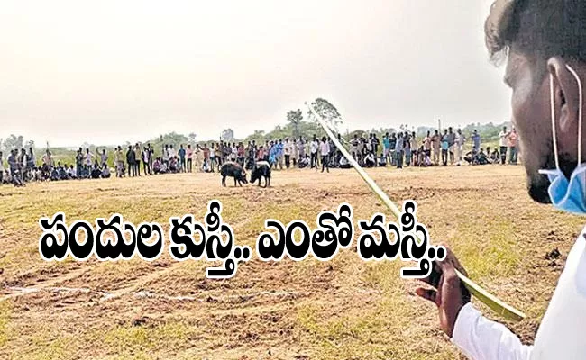 Viral: Pigs fight Competition in Mahabubnagar District - Sakshi