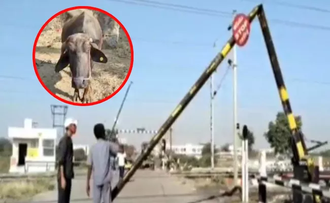 Buffalo Attacks On Railway Gate In Karimnagar - Sakshi