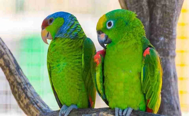 Interesting Facts About Dreaming Parrots - Sakshi