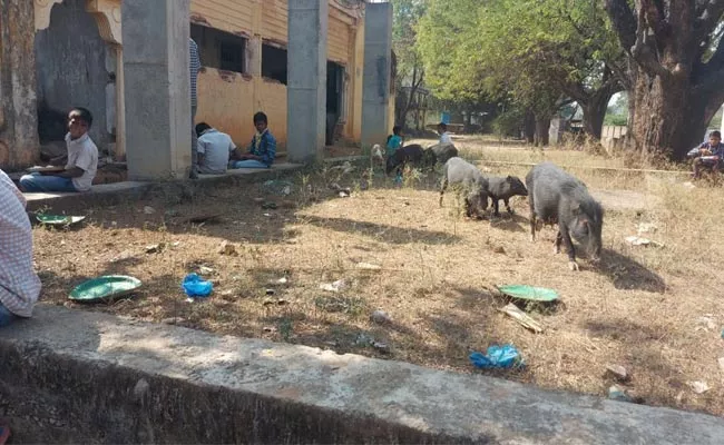 Government School Became Den For Pigs Mahabubnagar - Sakshi