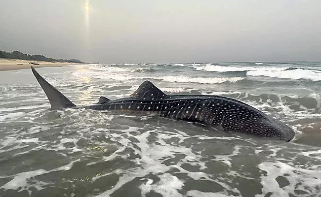 Biggest Whale Shark to Tantadi Beach - Sakshi