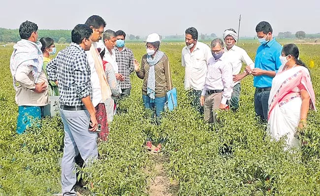 Central Comprehensive Plant Protection Team Survey On Chili Pests In Khammam District - Sakshi