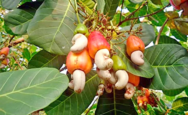 Ysr Cheyutha Scheme Increases Demand For Cashew Production Andhra Pradesh' - Sakshi