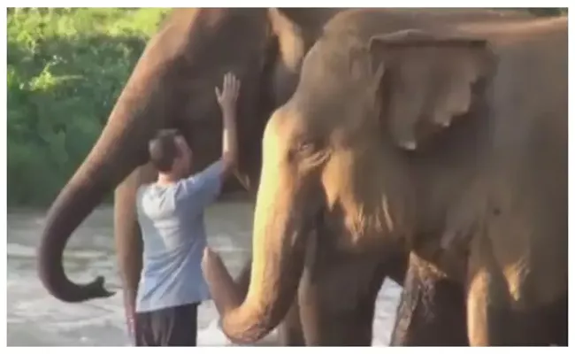 Viral Video: The Elephants Approach With Caretaker After 14 Months - Sakshi