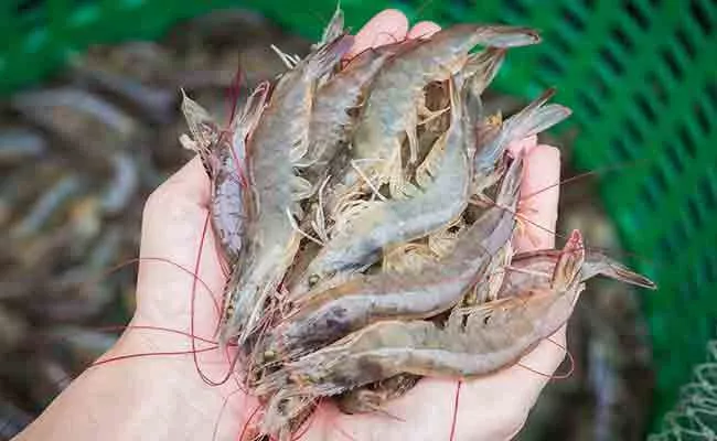 New Type Prawns Production In Andhra Pradesh - Sakshi