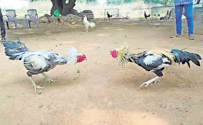 Cocks Getting Ready For Sankranti Fight In Uttarandhra - Sakshi