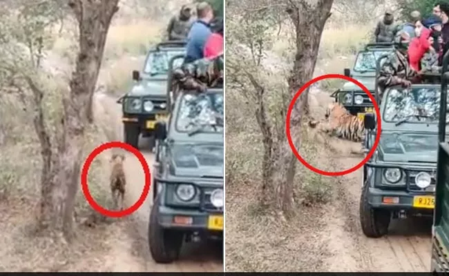 Viral VideoTigress Hunts Dog At Ranthambore National Park - Sakshi