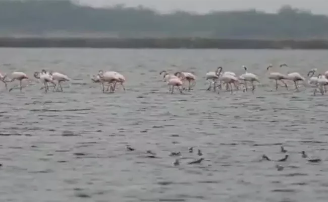 Viral Video: Flamingoes Flocking Bird Sanctuary In Tamil Nadu  - Sakshi