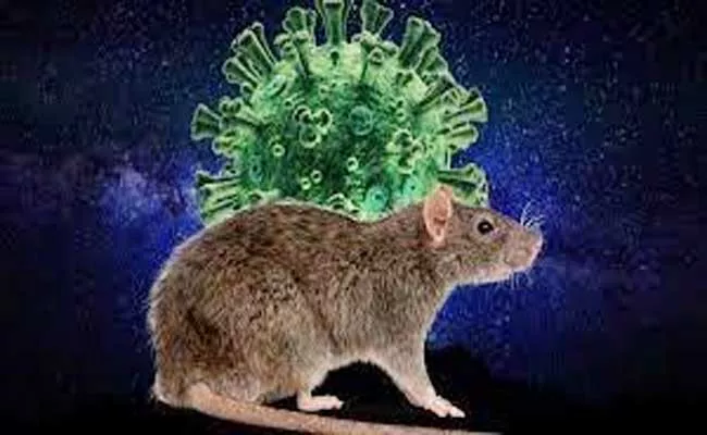 Scientists Claimed New Theory That Omicron Has Reached Humans Through Rats - Sakshi