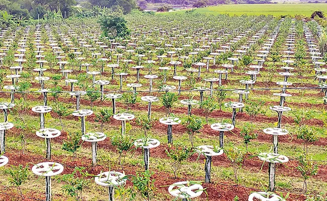 Dragon Fruit Crop Cultivation Techniques - Sakshi