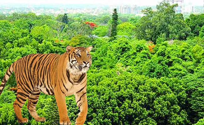 Bhupalapalli: Mating Season for Tigers Begin - Sakshi