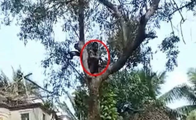 Puducherry man climbs up tree to avoid getting vaccinated - Sakshi