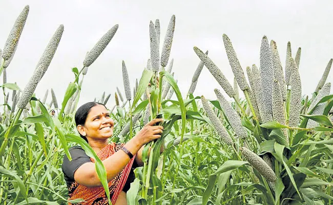 Andhra Pradesh government Encouragement for legumes and small grain - Sakshi