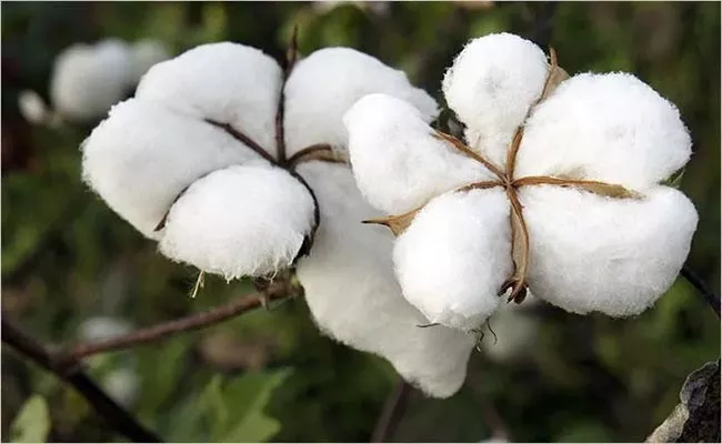 Cotton Price Increases In Mahabubnagar - Sakshi