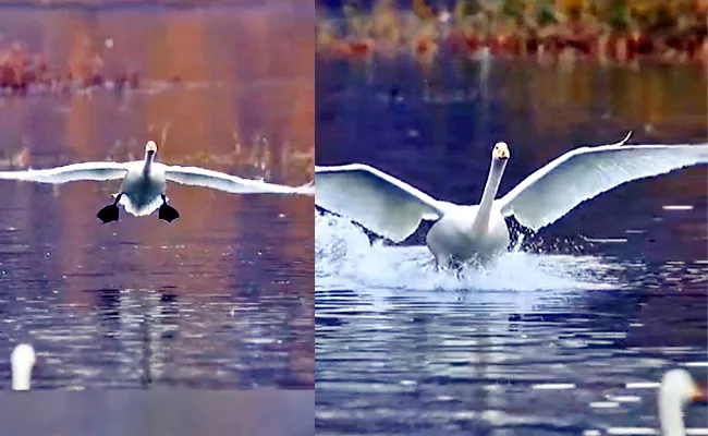 Wright Brothers: Awesome elegance control of Bird landing Viral Video - Sakshi