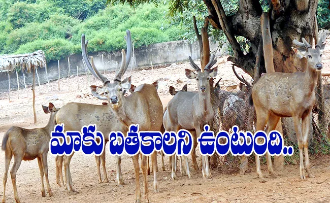 Wildlife Conservation: History And Importance Special Story In Telugu Visakhapatnam - Sakshi