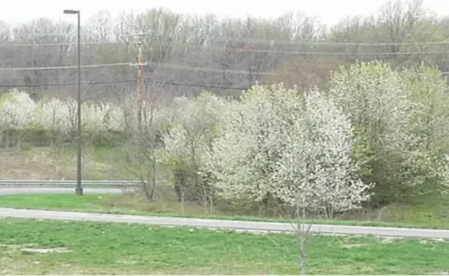 Callery Pear Tree Smells Bad In US state of Maine Offering Reward For Its Removal - Sakshi