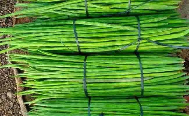 Drumstick Price at Record High at Rs 400 per KG - Sakshi