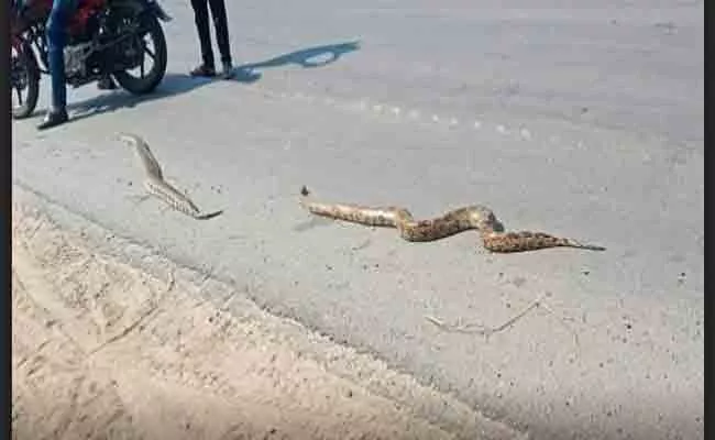 Pythons On Road In Warangal - Sakshi