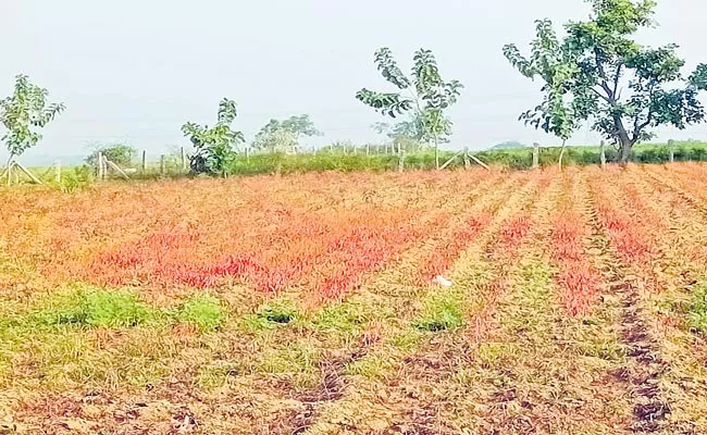 Pests Attack Devastates Chilli Crop In Telangana - Sakshi