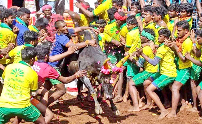 Jallikattu: Tamil Nadu Government Issues Guidelines For Event - Sakshi