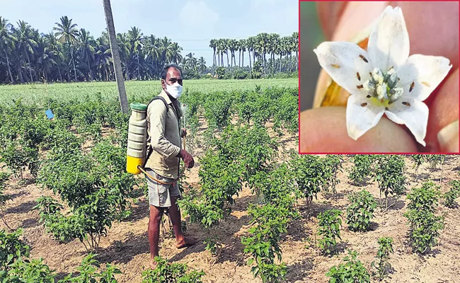 Durgada farmers checking Indonesian pests with organic methods - Sakshi