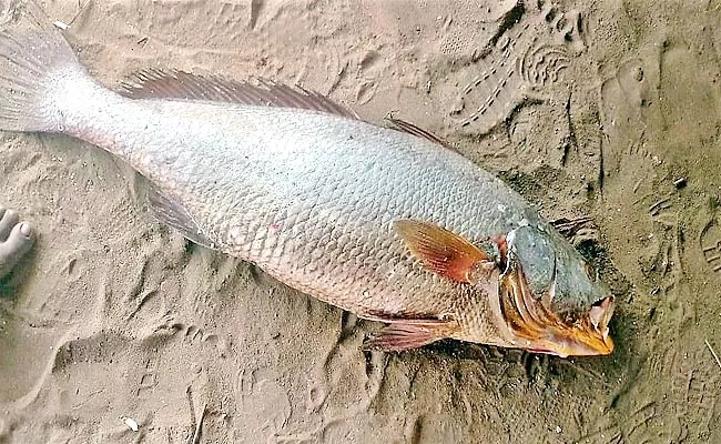 Kachili Fish Sold For Rs 55000 In Srikakulam District - Sakshi