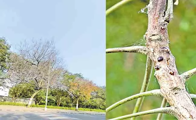 Agricuture University Research Phomopsis Azadirachtae Damage Neem Tree - Sakshi