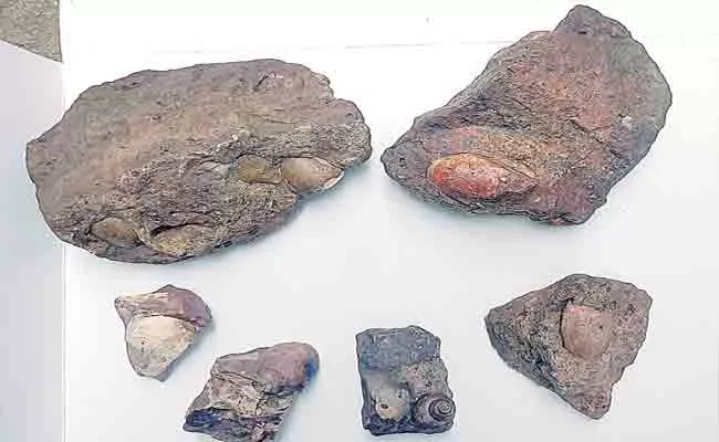 Six-Half Crore Year Old Snail Fossils Identified Near Karimeri Adilabad - Sakshi