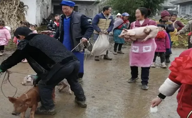 Chinese School Rewards Excellent Students With Piglets - Sakshi