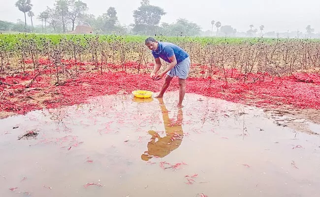 Heavy Rains Lashed Suryapet And Nalgonda Warangal Districts - Sakshi