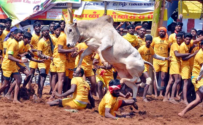 Tamil Nadu: All Eyes on Alanganallur Jallikattu - Sakshi