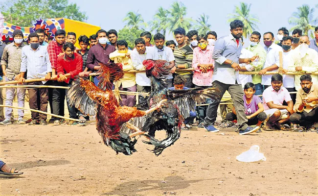 Huge Sankranti Festival Celebrations Completed In Andhra Pradesh - Sakshi