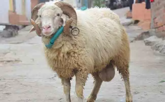 Man Killed Instead of Sheep In Madanapalle Chittoor District - Sakshi