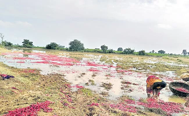 Telangana 34 Thousand Acres Of Crop Damage Due To Heavy Rain - Sakshi