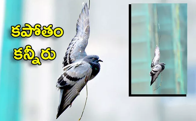 Hyderabad: Birds Injuries With Chinese Manja Thread Over Kite Flying - Sakshi