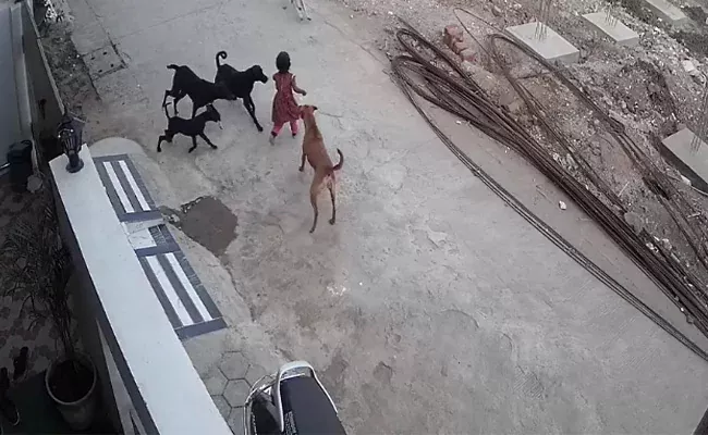 4 Year Old Girl Bitten Dragged By Dogs In Bhopal - Sakshi