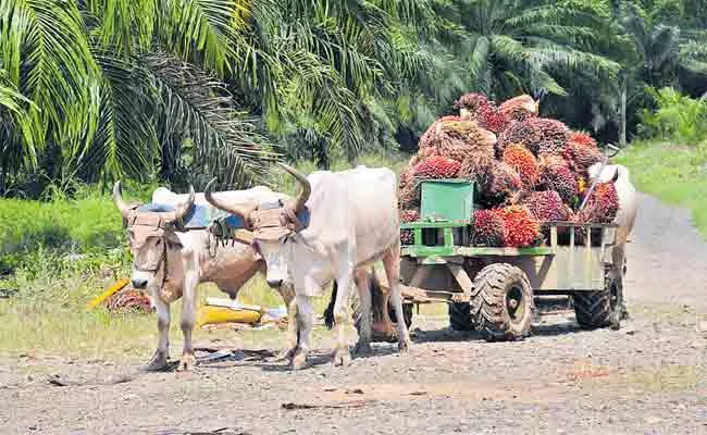 Telangana Govt Steps To Develop Oil Farm Industry - Sakshi