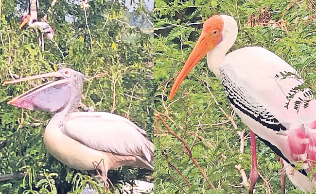 The Claw Of The Eusive Virus Make Difficult For The Pelican Birds - Sakshi