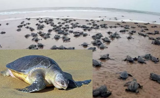 Officials Take Steps To Protect Olive Ridley Turtles - Sakshi