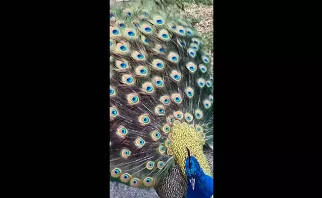 Viral Video: Peacocks And Peahens Strolling In A Street In Dubai  - Sakshi