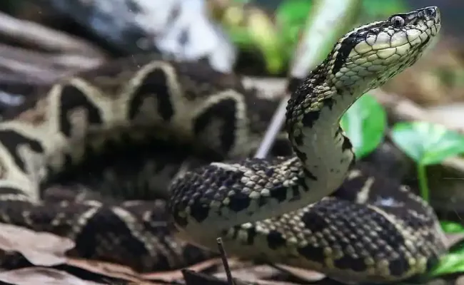 Viral: US Man Found dead At Home Surrounded By 125 Snakes - Sakshi