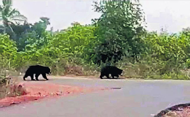 Bears roaming at Uddanam and Attacking On People - Sakshi