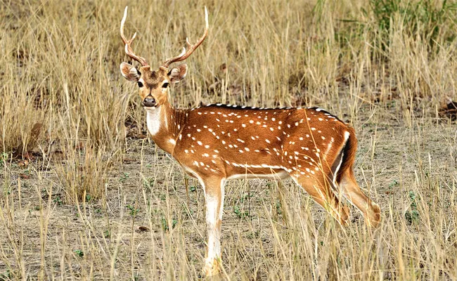 Karnataka RTC bus collided with a spotted deer - Sakshi