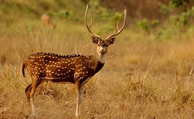 Bus collided with deer At Tirumala Ghat Road - Sakshi