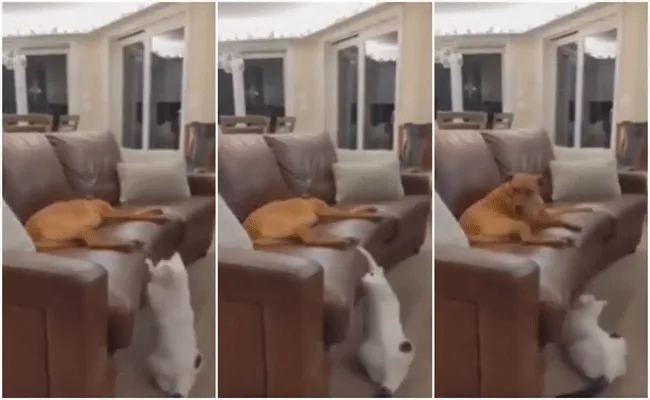 This Naughty Cat Playing Peek A Boo With A Sleeping Dog Is The Cutest Thing Ever - Sakshi