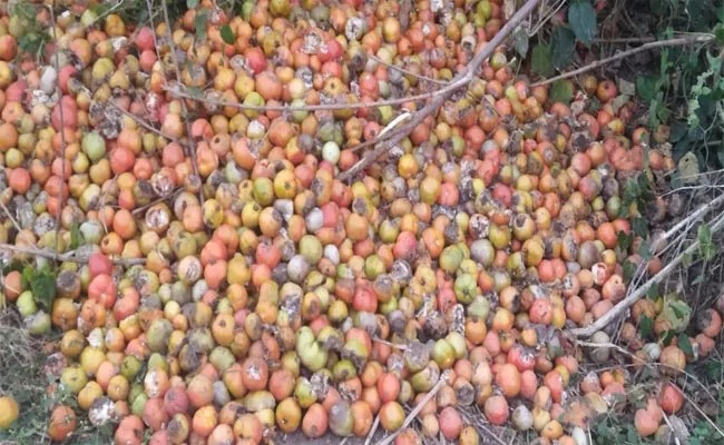 Premature Rain Spoils Tomato Crops In Aswapuram - Sakshi