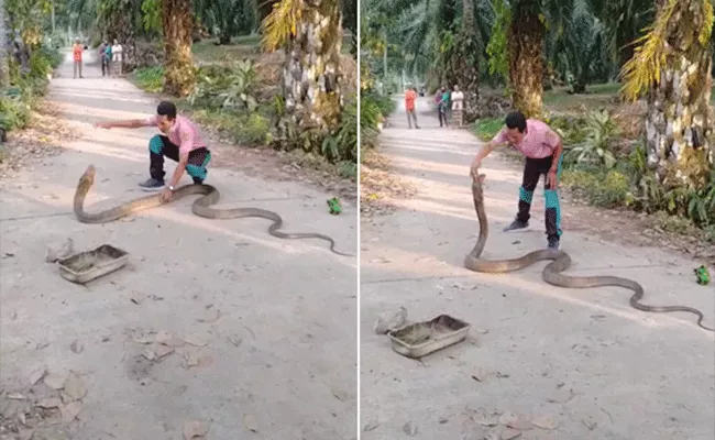 Video: Man Catches Massive King Cobra With Bare Hands - Sakshi