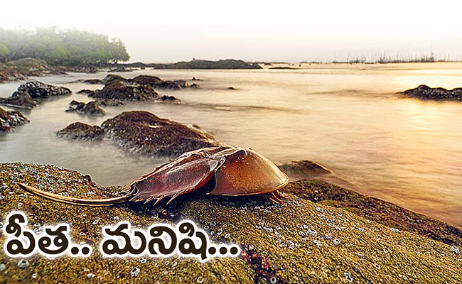  Horseshoe Crab Blood Is Key To Making COVID Vaccine, Details Inside - Sakshi